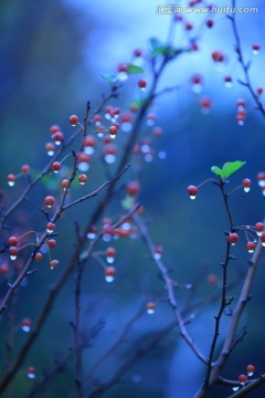 雨后的树枝