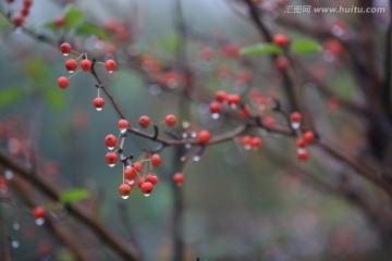 雨后的树枝