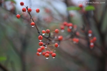 雨后的野果枝