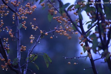 雨后的树枝