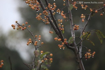 雨后的树枝