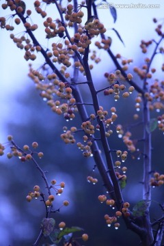 雨后的野果枝