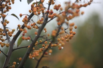 雨后的野果枝