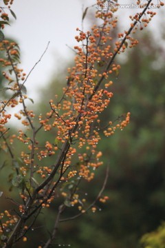 雨后的野果树