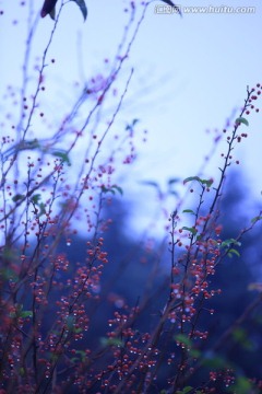 雨后的野果树