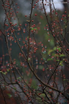 雨后的野果树