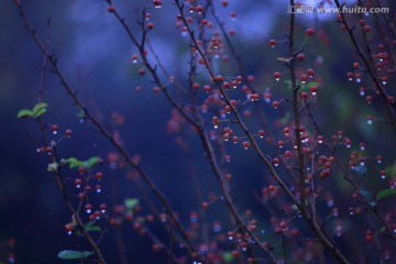 雨后的野果树