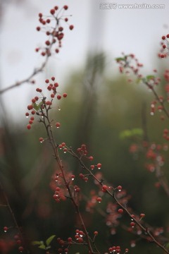 雨后的野果树