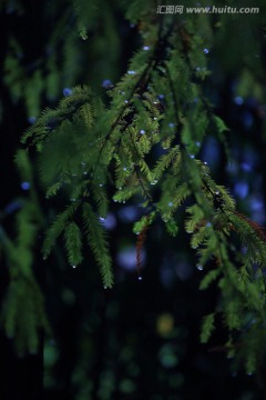 雨后的松叶林