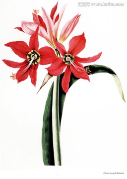 花卉素材