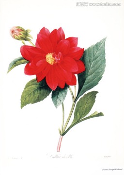 歐式花卉