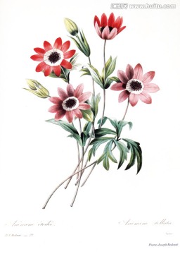 花卉油畫花卉素材