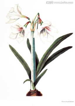 花卉油畫花卉素材