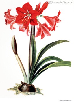 高清花卉素材花卉裝飾畫