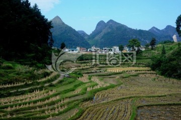 云贵高原农田