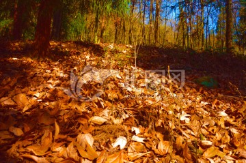 冬天的山林 黄叶满地 暖调