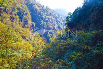 冬天的山林 树枝 黄叶