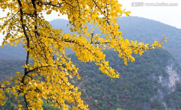 银杏树