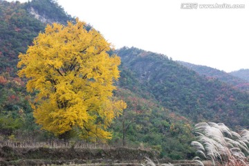 银杏树