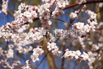 春花烂漫 粉色花 蓝天