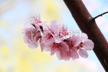 花蕊 粉色花