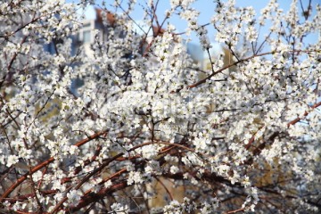 春天 春花烂漫