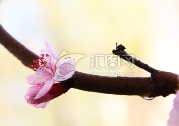 花蕊 枯枝花蕊