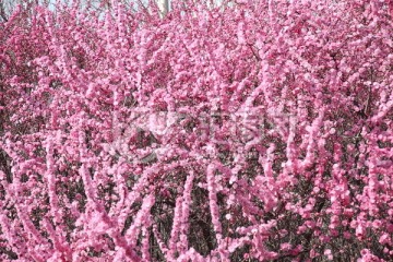 春天 粉色花