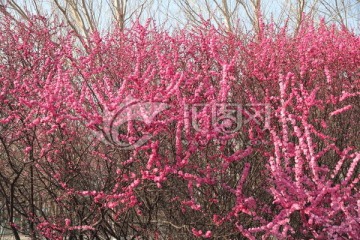 粉色花 春花烂漫