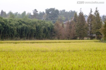 田野