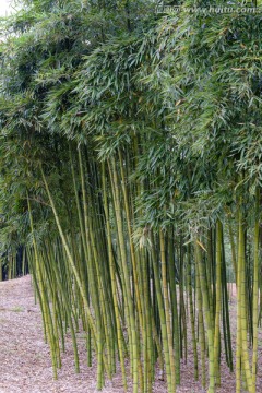 竹林