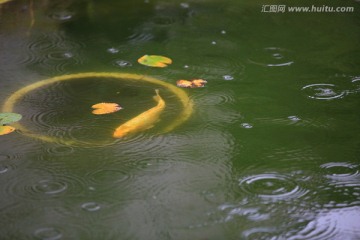 雨中的小鲤鱼