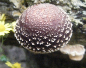 椴木野生香菇