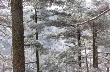 黄山松 黄山风光