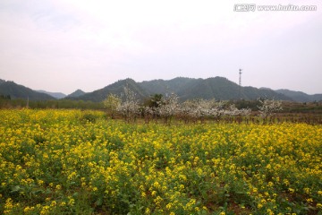 油菜花