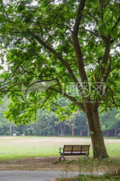 树下长椅