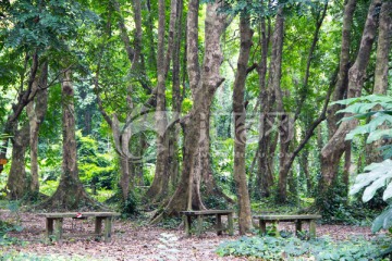 丛林里的凳子