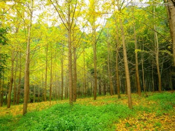 银杏树