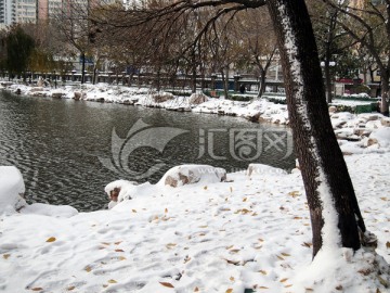 积雪与树干