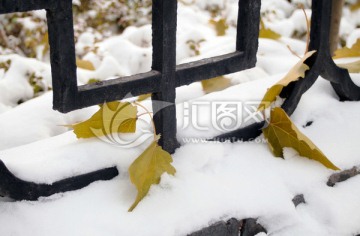 落叶与白雪