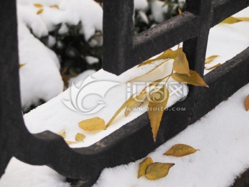 雪后落叶