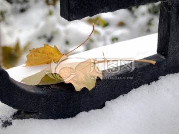 雪白 落叶