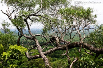 绿色植物 绿化 公园