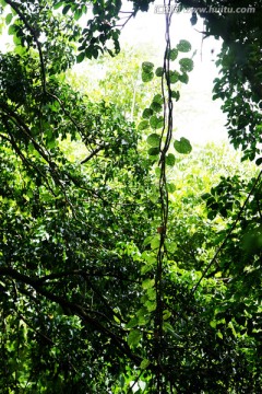 绿色植物 绿化 公园