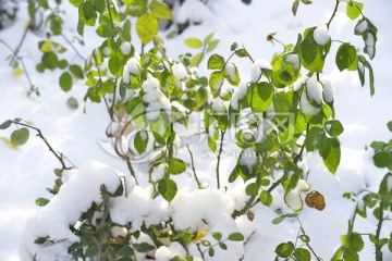 雪中月季花枝叶
