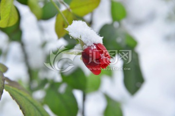 雪中玫瑰花