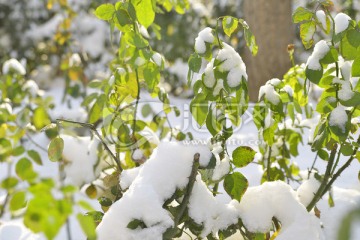 雪压月季花枝叶