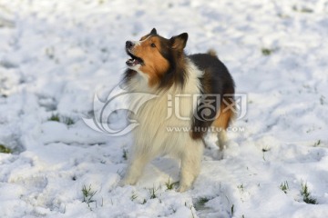 喜乐蒂牧羊犬 雪地