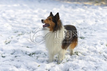 雪地里的喜乐蒂牧羊犬