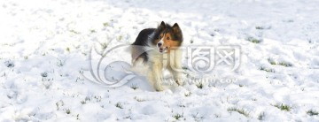 雪地奔跑的喜乐蒂牧羊犬